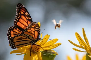 INSECTE