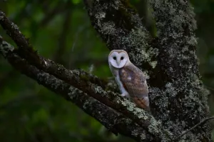 Nuit de la Chouette et Marché de Producteurs à Chenaud