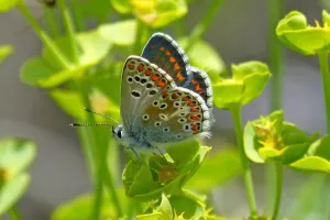 Sortie nature : À la découverte des papillons