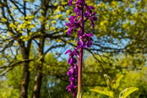 Les orchidées sauvages