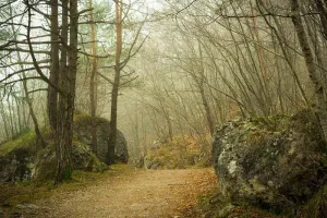 Sortie nature A l'orée du bois