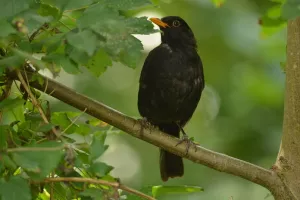 Balade naturaliste : à la rencontre d’une symphonie sauvage