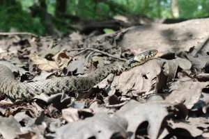 Formation Reptiles