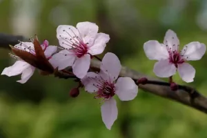 Réunion de printemps 2026