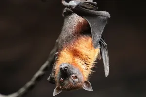 Animation nature : "Les bruits de la nuit"
