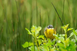 Les visiteurs de Printemps