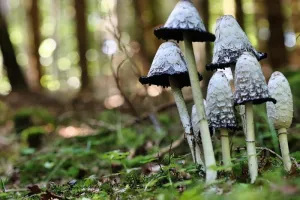 Les beautés sauvages du vallon du Heimbach