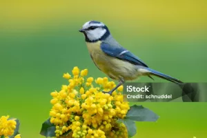 Initiation aux chants d'oiseaux, à la réserve de biodiversité d'Argentat