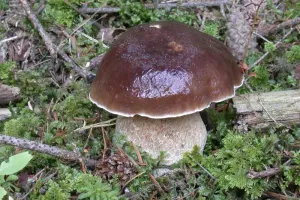 Sortie connaitre et reconnaitre les champignons