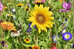 Marché aux fleurs et vide grenier géant