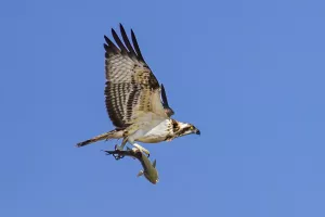 Balade nature : Symphonie des oiseaux