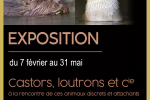 Musée L'Abbaye - Exposition - Castors, loutrons et cie