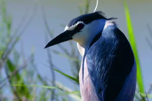 Observation des oiseaux pour la journée mondiale des migrateurs